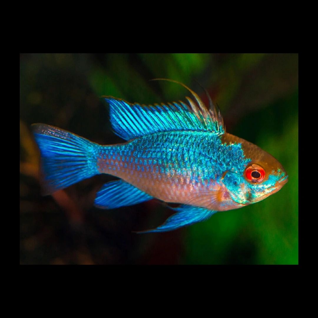 2 Piece 799 Electric Blue Ram Fish Imported